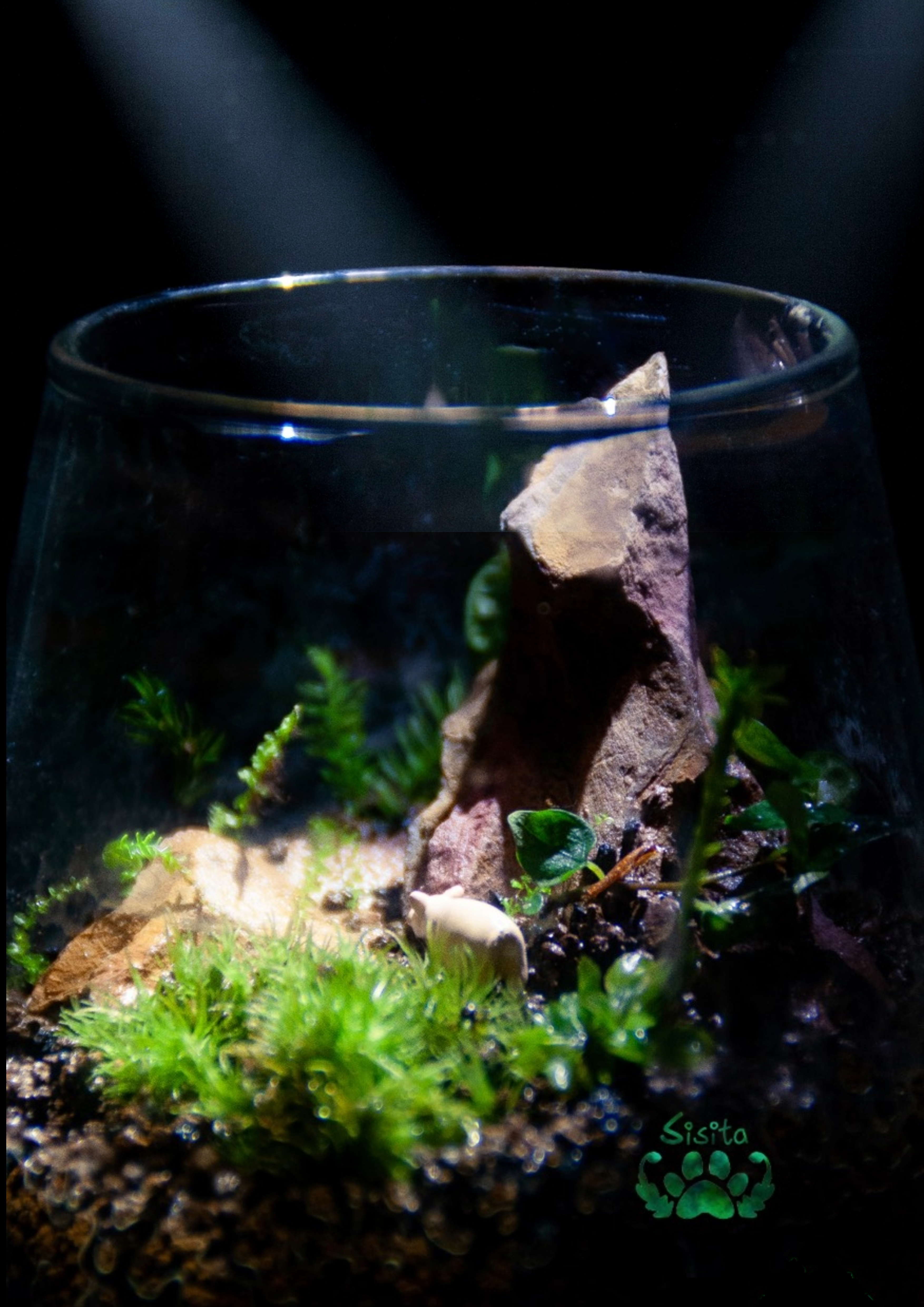 Sisita 微景觀作品